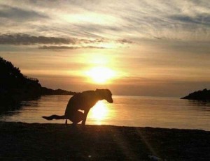 Create meme: sea dawn, dog, sunset