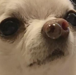 Create meme: animals cute, dog, Chihuahua