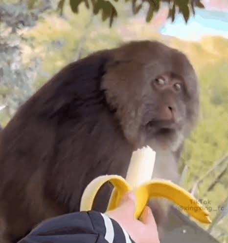 Create meme: monkey with a banana