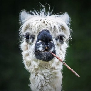 Create meme: Alpaca, cute alpacas, Alpaca animal