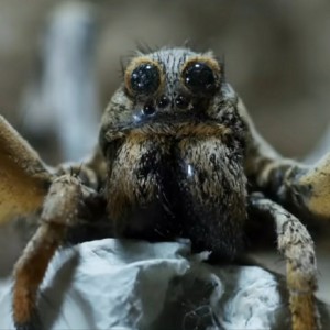 Create meme: scary spiders, spider, spider tarantula