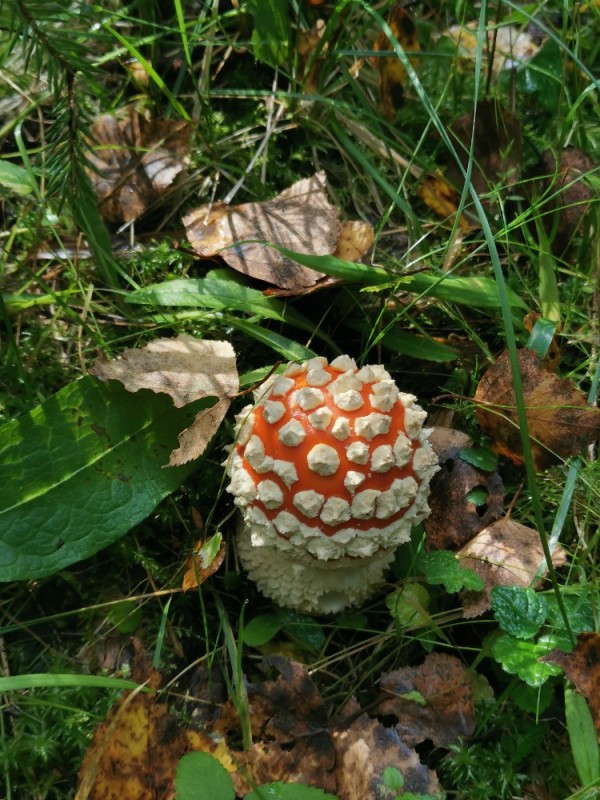 Create meme: panther fly agaric, fly agaric is poisonous, little fly agaric