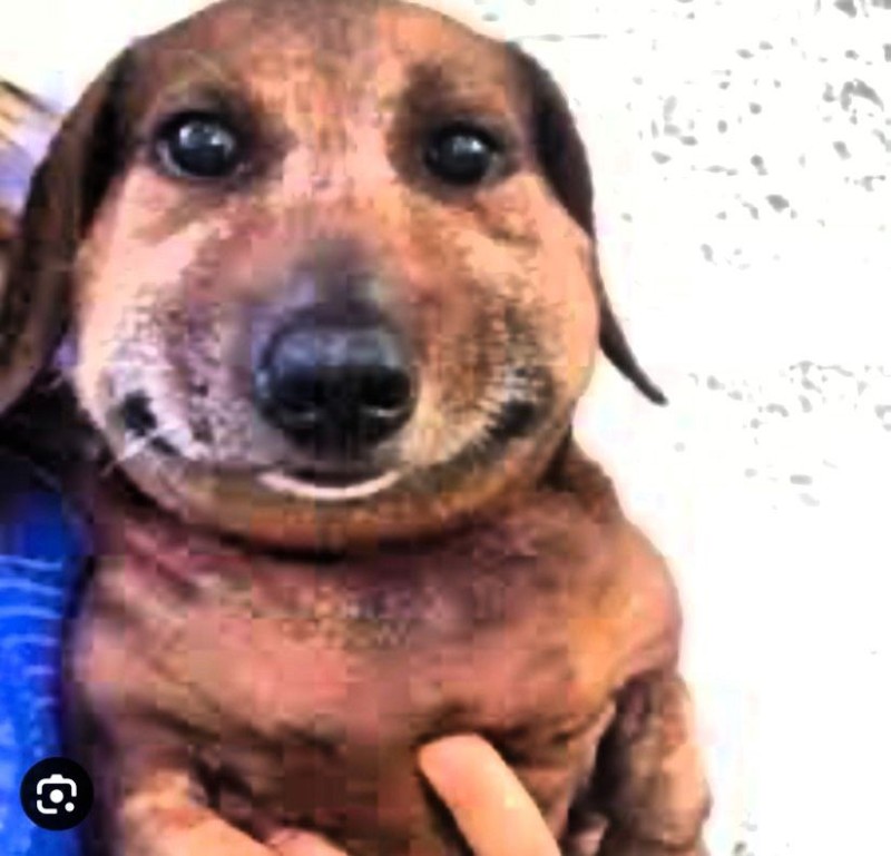 Create meme: dog sausage, dachshund smiles meme, Dachshund meme