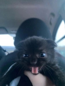 Create meme: cat, animals cute, kitty black