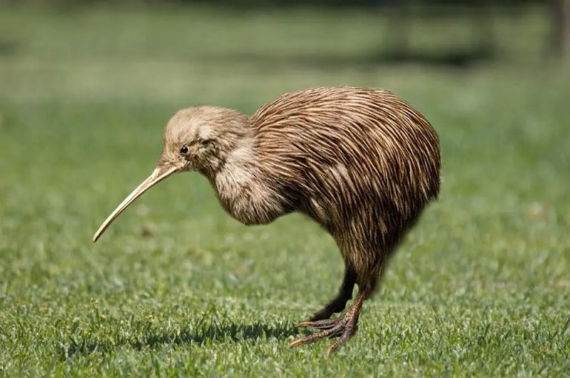 Create meme: kiwi bird , kiwi bird new zealand, photo of a kiwi bird