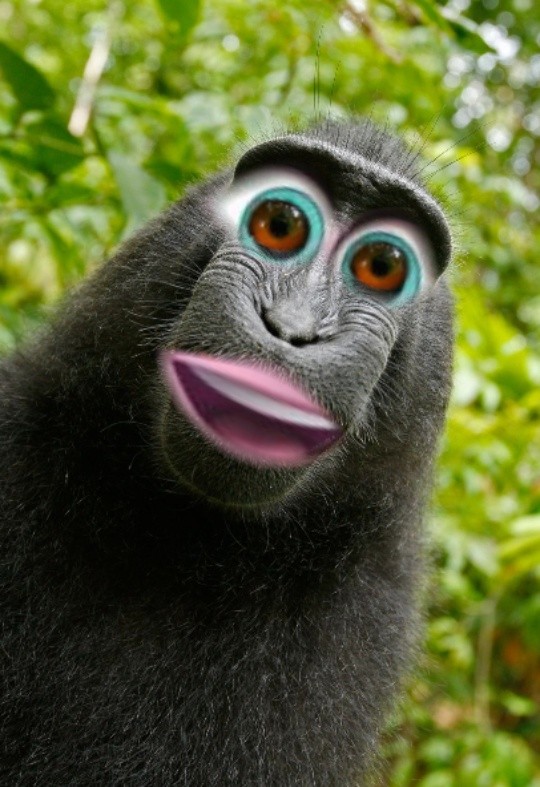 Create meme: black monkey , funny monkey, macaque monkey