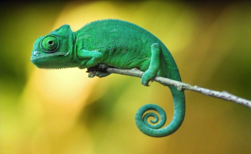 Create meme: chameleon , chameleon lizard, chameleon animal