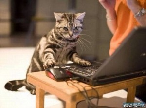 Create meme: the cat and the computer, computer cat, the cat is behind the computer