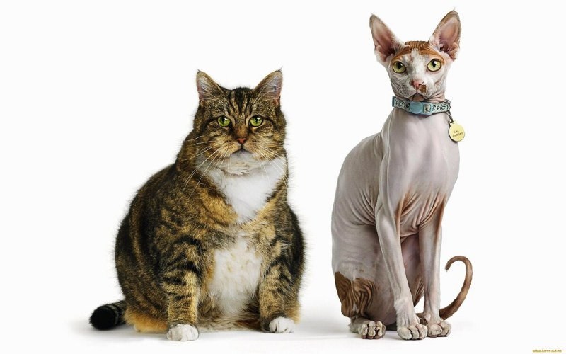 Создать мем: сфинкс кошка, худой кот, кошечка