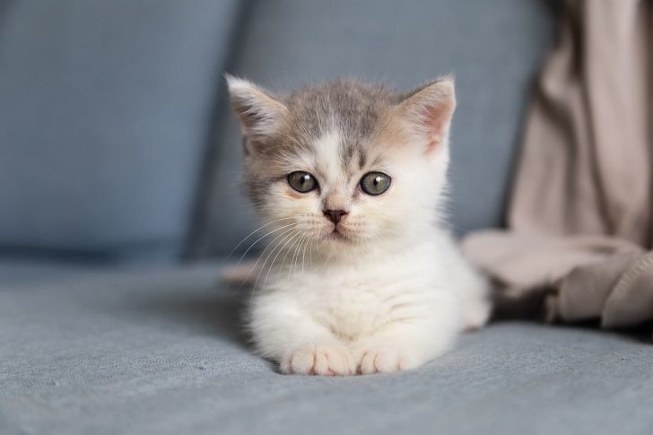 Create meme: The British kitten, The kitten is a British chinchilla, British shorthair cat