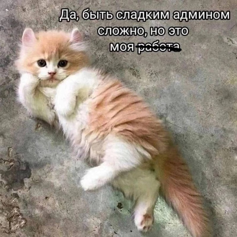Создать мем: кот, доброе утро коты, рыжий котёнок