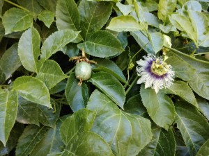 Create meme: exotic plants, passion flower, passion fruit