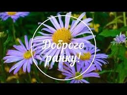 Create meme: Alpine Aster aster alpinus, Alpine Aster Goliath