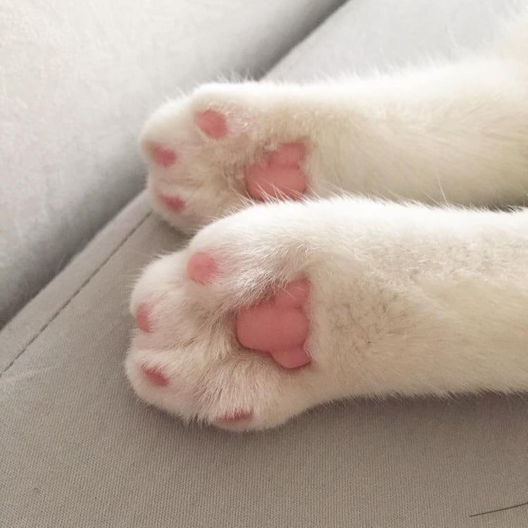 Create meme: cat's paw, fluffy paws , cute paws