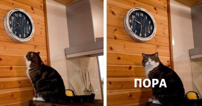 Создать мем: кот и часы мем, кот пора, мем кот часы пора