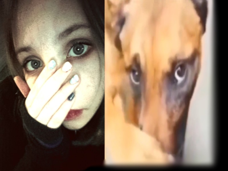 Create meme: girl , The dog covers his nose, The dog covers his nose