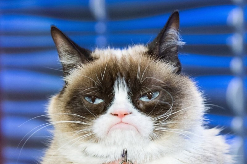 Create meme: a cat with a dissatisfied face, angry cat , grumpy cat breed