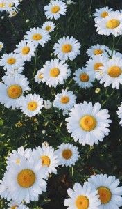Create meme: beautiful daisies, chamomile plant, flowers of the Altai territory daisies