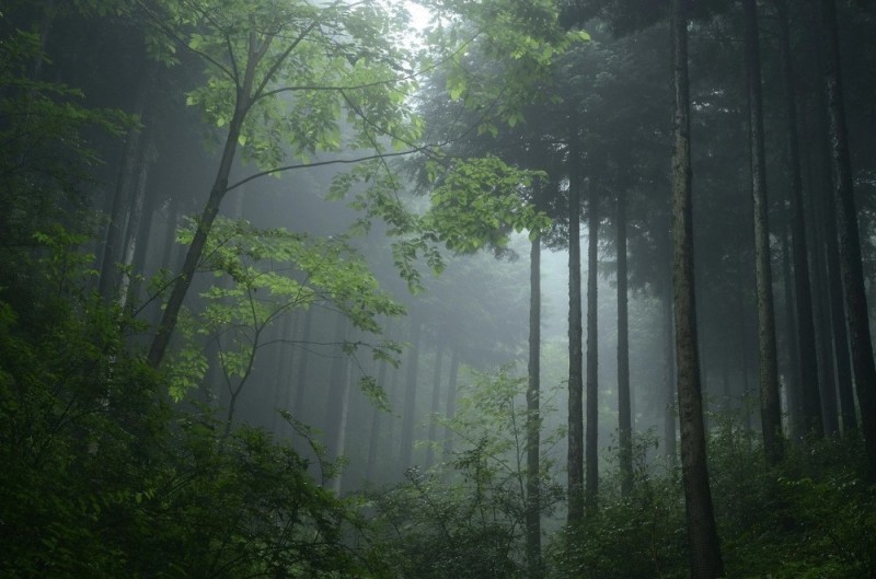 Create meme: fog in the forest, forest misty, fog in the rainforest