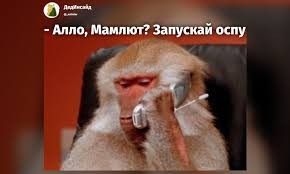 Создать мем: мем обезьяна, обезьяна с телефоном, обезьяна