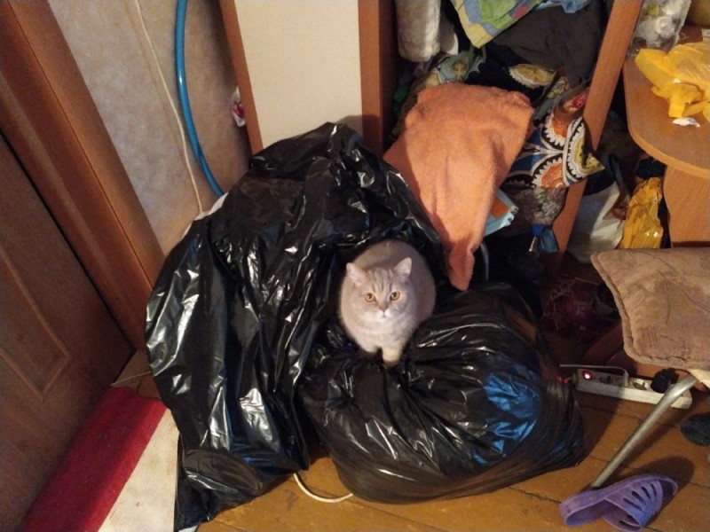 Create meme: cat in the package, the trash bag, garbage bags