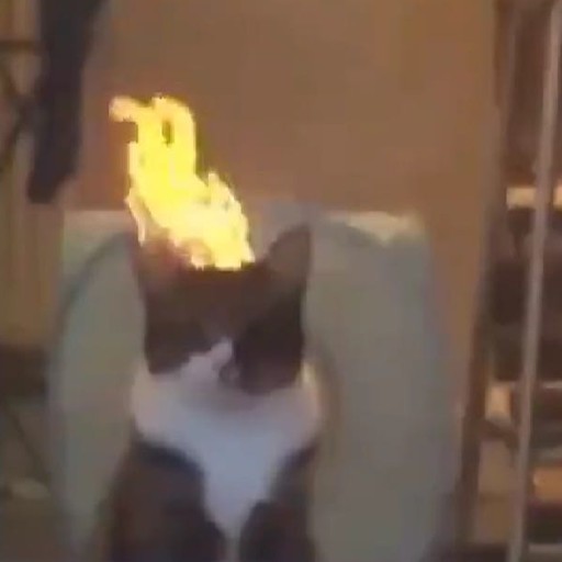 Create meme: A cat with a burning head, The cat is on fire, Cat fire