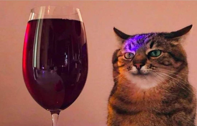 Create meme: cat stepan with a glass, cat , cat with wine