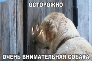 Create meme: see the dog, photo cautiously very attentive dog, the dog watches