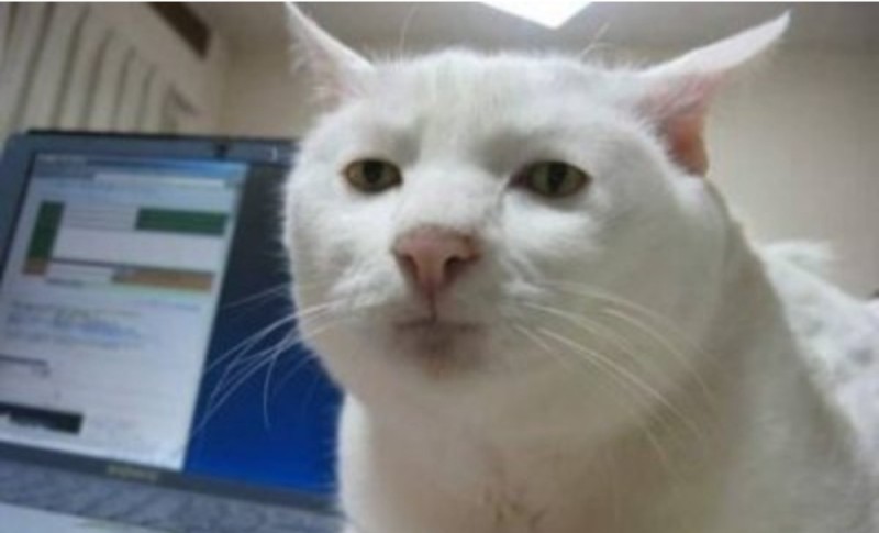 Create meme: serious cat , serious cat meme, meme with a white cat