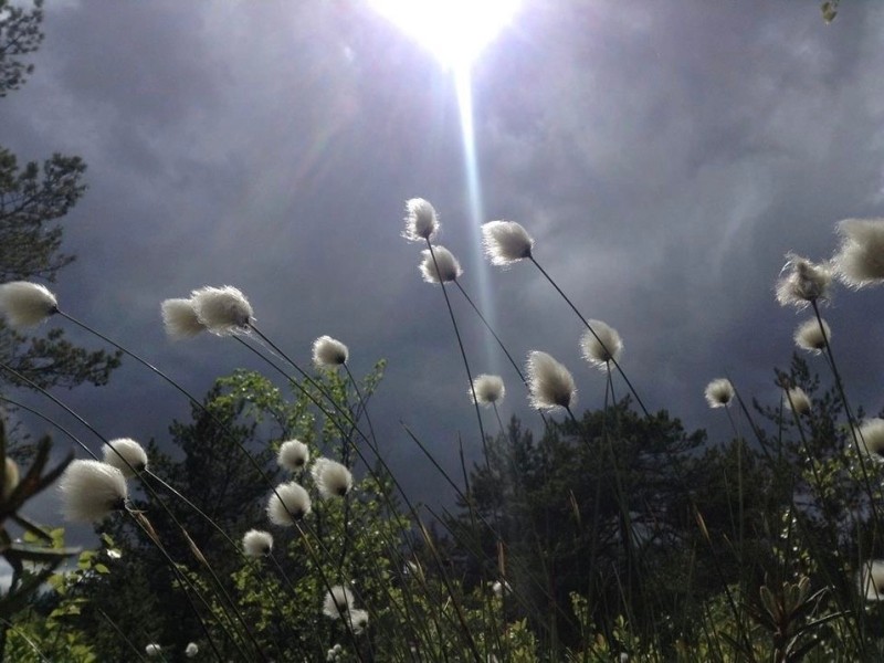 Create meme: cotton grass, marsh fluff grass, Sheiktzer's pussy