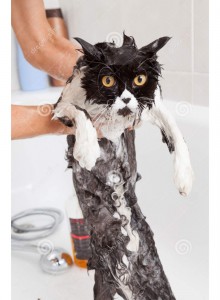 Создать мем: cat, купание кошки, мокрый котенок