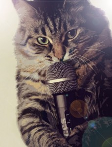 Create meme: cat with guitar, funny cats, singing cat
