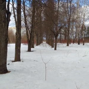 Create meme: Park Marienthal, Pushkinskiy district winter, Park pine grove Kazan
