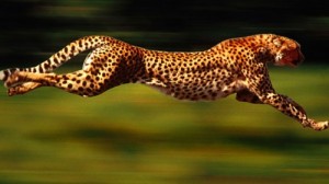 Create meme: the fastest animal, the fastest animal on the planet, the fastest animal on earth