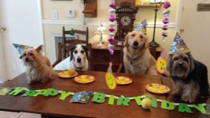 Создать мем: домашние питомцы, смешные животные, happy birthday dog