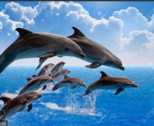 Создать мем: дельфины в австралии, океан дельфины, дельфины