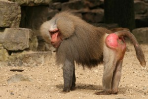 Create meme: macaque baboon, baboon male, the monkey is a baboon