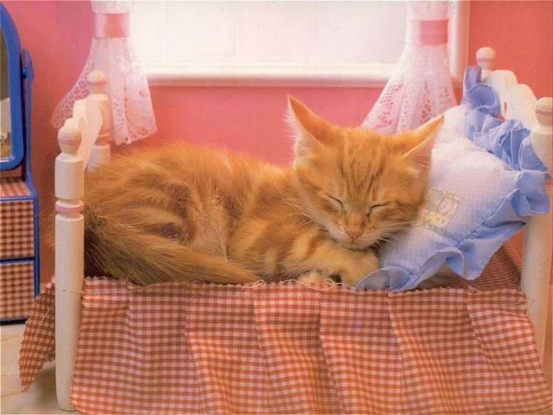 Создать мем: спящий рыжий котенок, спящий котенок, котик в кроватке