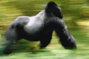 Create meme: Western gorilla, the male gorilla, gorilla