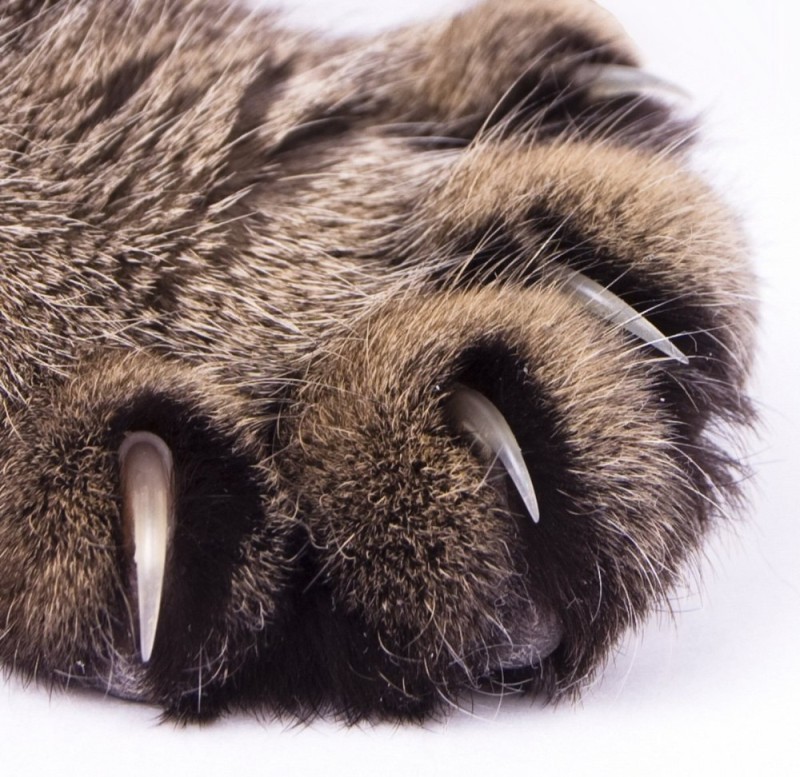 Create meme: claws of the cat , cat's paw with claws, lion's claws