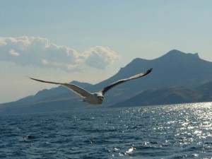 Create meme: Seagull, the flight of a bird over the sea, seagulls over the sea