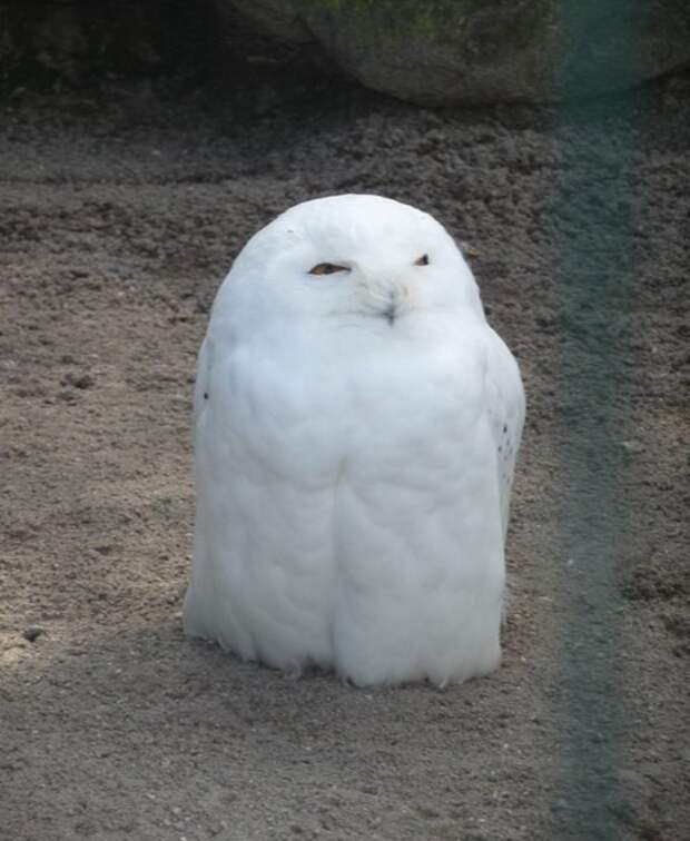 Create meme: white owl, snowy owl, snow owl ar