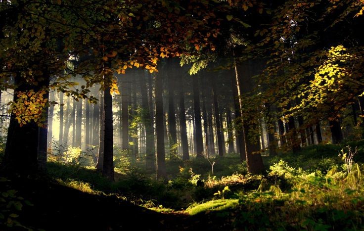 Create meme: forest landscape, light in the forest, forest 