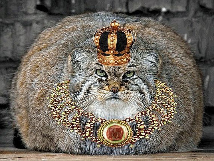 Create meme: manul , the cat in the crown, cat manul