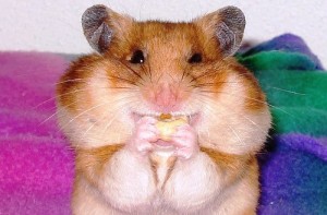 Create meme: Homa, hamsters, hamster