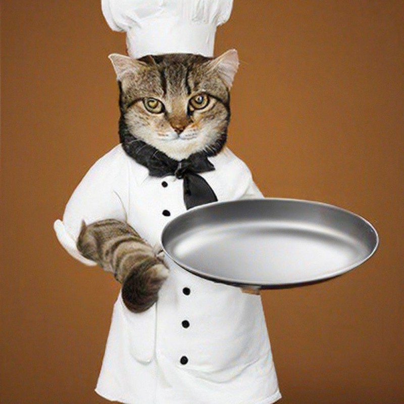 Создать мем: повар шеф, котик повар, кошка повар