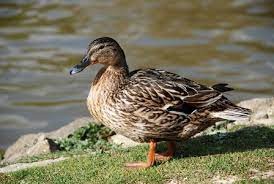 Create meme: bird Mallard , wild mallard duck, Mallard 