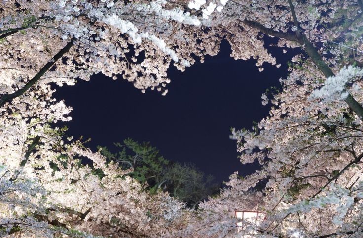 Create meme: cherry blossoms , Sakura , Sakura reflection in the water