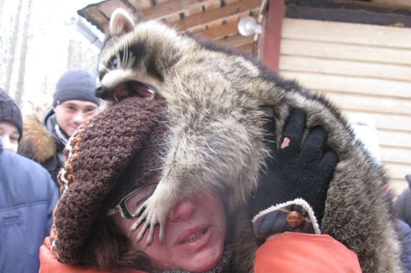 Create meme: big raccoon, wild raccoon, raccoon attacks