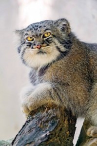 Создать мем: эмоциональный кот, кошка в, pallas cat